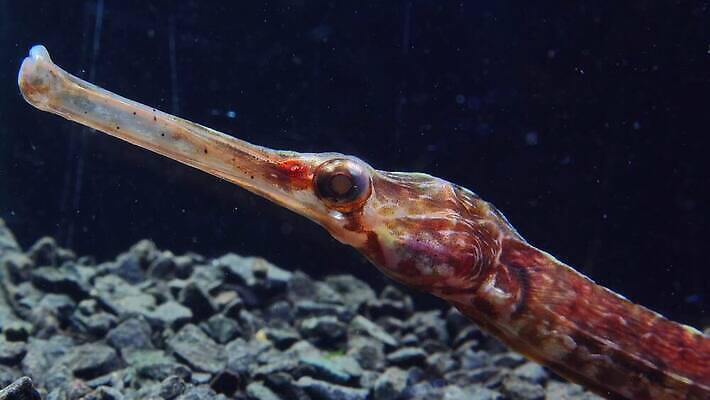 동물 야생동물 바다 자연 어류 사람없음 물 환경 바닷속 수중 수중동물 지중해 생태계 다이빙 내추럴 동물상 생태학 소금물 우크라이나 4K MP4 해외동영상 클립영상 자연요소 교육 유럽 조형물 수영 동영상 수중스포츠 파일형식