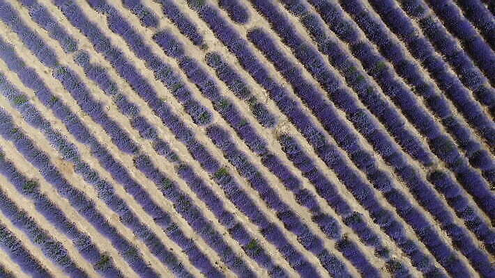 식물 꽃 여행 백그라운드 밭 자연 휴식 파노라마 풍경 사람없음 야외 여름 컬러풀 평화 보라색 활발 수확 성장 벚꽃 전원 농촌 시골 땅 허브 아로마 일렬 아로마테라피 라벤더 내추럴 MOV 해외동영상 클립영상 계절 컬러 컨셉 농업 촬영기법 전기에너지 생태계 테라피 동영상 파일형식