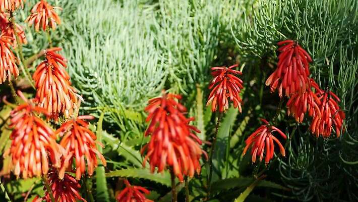 식물 꽃 화초 백그라운드 꽃무늬 선인장 사람없음 장식 빨간색 초록색 미국 활발 들꽃 사막 개화 황무지 닫기 약초 에코 생태계 캘리포니아 애리조나 내추럴 강렬 다육식물 알로에 오리지널 이국적 카피스페이스 억울 세련 4K 건조기후 MP4 해외동영상 클립영상 감정 컬러 컨셉 북아메리카 무늬 모션 환경 공백 풀_식물 동영상 파일형식