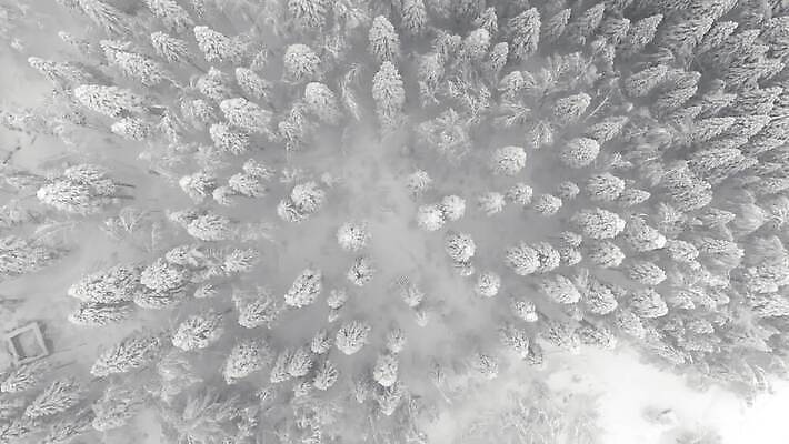 나무 계절 백그라운드 크리스마스 겨울 자연 바람 날씨 휴가 안테나 풍경 사람없음 야외 목재 파란색 냉동 얼음 추위 가을 흰색 나뭇가지 소나무 숲 서리 상록수 전나무 내추럴 조감도 눈내림 가문비나무 4K MOV 해외동영상 클립영상 자연요소 식물 기념일 컬러 재료 통신 눈_날씨 생태계 동영상 파일형식