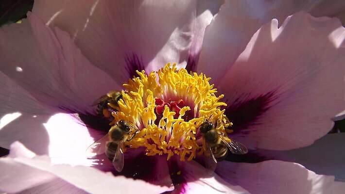 식물 동물 꽃잎 꽃 곤충 꽃무늬 날개 자연 사람없음 여름 노란색 벚꽃 꿀벌 수분 벌 관목 원예 꽃가루 꿀 벌집 밀랍 왁스 작약 4K MP4 해외동영상 클립영상 나무 계절 컬러 무늬 취미 벌_곤충 가루 생태계 동영상 파일형식