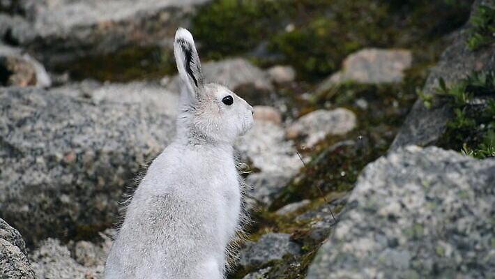 한마리 야생동물 휴식 사람없음 야외 평화 토끼 그린란드 MOV 해외동영상 클립영상 동물 1 섬 컨셉 포유류 덴마크 반려동물 동영상 파일형식