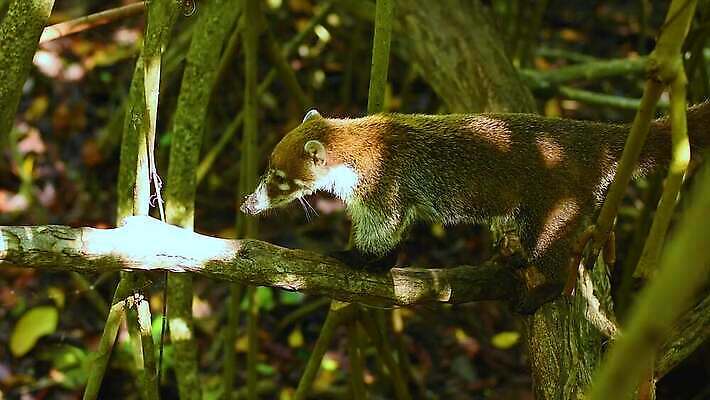 나무 동물 얼굴 야생동물 어린이 포유류 자연 털 동물원 사람없음 야외 갈색 환경 검은색 미국 군중 숲 열대우림 모피 코 꼬리 육식동물 새장 주둥이 남쪽 노려봄 돌봄 코스타리카 동정 자선단체 4K MP4 해외동영상 클립영상 식물 컬러 북아메리카 모션 표정 사람 신체부위 그룹 중앙아메리카 방향 생태계 동영상 자선 케이지 파일형식