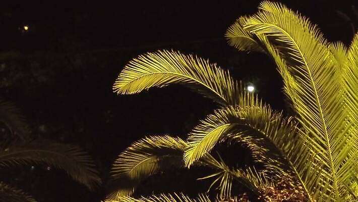 나무 식물 분홍색 섬 여행 백그라운드 잎 자연 하늘 바람 휴가 휴식 따뜻함 사람없음 야외 빨간색 초록색 컬러풀 야자수 햇빛 태양 일출 환경 맑음 일몰 나뭇가지 야간 저녁 그네 휴양지 코코넛 흐림 내추럴 공화국 도미니카공화국 오아시스 이국적 파라다이스 4K MP4 해외동영상 클립영상 자연요소 나라 컬러 컨셉 과일 날씨 노을 장소 남아메리카 생태계 동영상 파일형식