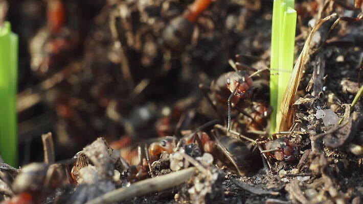 동물 야생동물 컬러 곤충 절지류 가족 모션 자연 생물 무척추동물 함께함 안테나 사람없음 가로 빨간색 달리기 햇빛 갈색 머리 환경 구멍 작음 생물학 개미 기어가기 동물상 소셜 식민지 유아독존 인구 디테일 MOV 해외동영상 클립영상 교육 컨셉 통신 관계 신체부위 태양 조형물 크기 생태계 동영상 파일형식