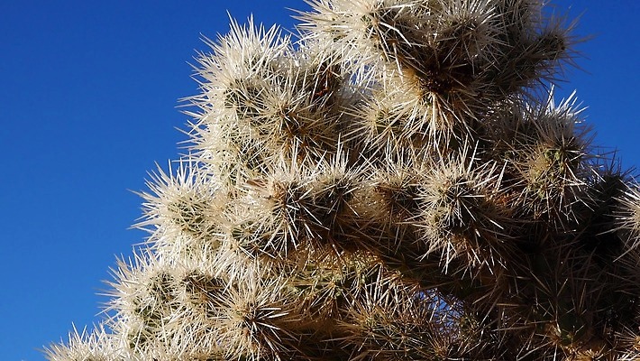 공원 꽃 백그라운드 선인장 건조 국립공원 풍경 사람없음 컬러풀 노란색 정원 미국 뜨거움 개화 가시 생태계 캘리포니아 지역 애리조나 4K MP4 해외동영상 클립영상 식물 공공시설 컬러 북아메리카 동영상 파일형식