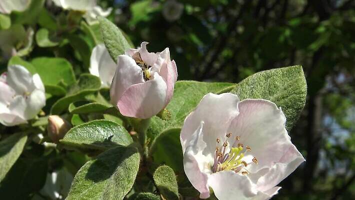 식물 동물 꽃 컬러 곤충 백그라운드 꽃무늬 날개 자연 사람없음 초록색 여름 노란색 정원 봄 벚꽃 황금 꿀벌 수분 벌 바쁨 꽃가루 꿀 벌집 밀랍 왁스 4K MP4 해외동영상 클립영상 계절 무늬 벌_곤충 가루 생태계 동영상 파일형식