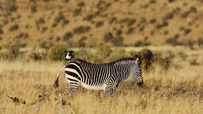동물 응시 야생동물 포유류 모션 아프리카 자연 조류 초식동물 사람없음 야외 환경 황무지 보호 사파리 클립 얼룩말 서식지 까마귀 동영상 남쪽 내추럴 남아프리카 동물상 생태학 4K HD MOV 해외동영상 클립영상 시선 교육 나라 컨셉 조형물 말_동물 방향 생태계 파일형식