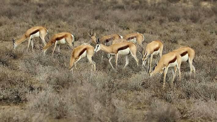동물 야생동물 포유류 모션 아프리카 자연 초식동물 건조 사람없음 야외 환경 사막 황무지 보호 군중 사파리 클립 영양 서식지 동영상 내추럴 가젤 남아프리카 동물상 생태학 수유 칼라하리 HD MOV 해외동영상 클립영상 교육 나라 컨셉 사람 조형물 생태계 파일형식