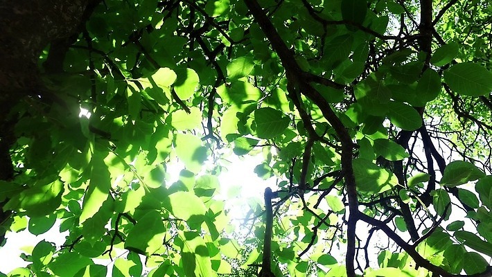 나무 계절 백그라운드 잎 모션 자연 하늘 아침 사람없음 야외 초록색 파란색 빛 햇빛 태양 우주 환경 맑음 광선 나뭇가지 기중기 생태계 문학 반대 7월 로스앤젤레스 베르데 생태학 4K MP4 해외동영상 클립영상 주간 자연요소 식물 교육 컬러 날씨 미국 날짜 중장비 동영상 파일형식