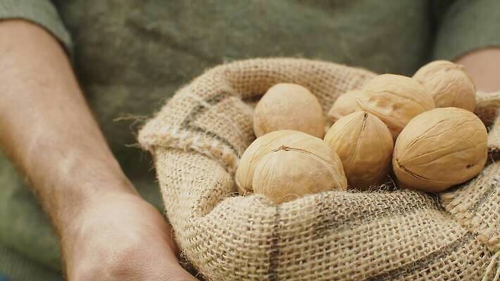 백인 남자 음식 농업 자연 디저트 건조 건강 관리 씨앗 야외 여름 농장 정원 에너지 견과류 시골 신선 닫기 달콤 맛 농부 삼베 유기농 날것 호두 자루 칼로리 비타민 내추럴 단백질 밭일 채식주의자 4K MOV 해외동영상 클립영상 서양인 식물 직업 웰빙 계절 산업 컨셉 모션 사람 생태계 채식 동영상 영양소 파일형식 천_직물