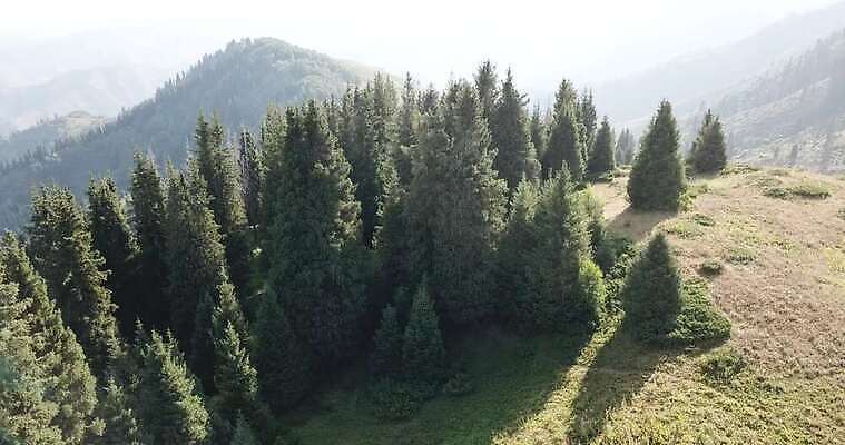 나무 여행 자국 자연 하늘 아침 산 안테나 그림자 사람없음 목재 초록색 빛 햇빛 태양 크리스마스트리 평화 일출 환경 일몰 새벽 안개 광선 도시 정상 숲 언덕 항공촬영 드론 웅장함 카자흐스탄 4K MP4 해외동영상 클립영상 주간 자연요소 식물 아시아 뷰포인트 컬러 컨셉 크리스마스 재료 통신 날씨 노을 생태계 동영상 파일형식