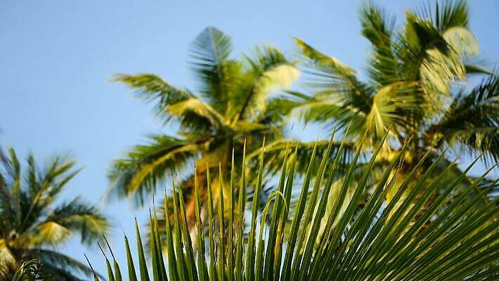 나무 식물 계절 아시아 컬러 섬 여행 백그라운드 잎 패턴 자연 하늘 휴가 휴식 따뜻함 손바닥 풍경 사람없음 초록색 여름 파란색 빛 햇빛 우주 정원 맑음 나뭇가지 전원 숲 그늘 휴양지 질감 캘리포니아 장면 코코넛 내추럴 마이애미 이국적 파라다이스 MOV 해외동영상 클립영상 손 나라 컨셉 무늬 과일 날씨 태양 미국 장소 전기에너지 생태계 동영상 파일형식
