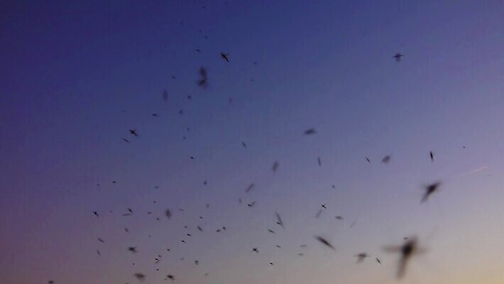 동물 실루엣 곤충 백그라운드 자연 하늘 건강 사람없음 여름 일출 검은색 일몰 활발 고통 흰색 그룹 혈액 바이러스 해충 벌레 지저분함 핥기 작음 묘사 전염 토막 모기 4K HD MP4 해외동영상 클립영상 계절 감정 컬러 컨셉 모션 촬영기법 노을 감각 질병 크기 생태계 감염 동영상 파일형식