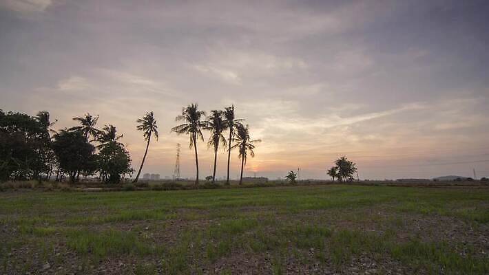 나무 식물 계절 아시아 지구 백그라운드 패턴 농업 자연 표면 날씨 건조 손바닥 풍경 초원 사람없음 초록색 농작물 환경 흙 시골 거친 균열 땅 질감 지역 진흙 가뭄 말레이시아 내추럴 논밭 단절 땅바닥 4K 타임랩스 MP4 해외동영상 클립영상 손 나라 산업 컬러 무늬 밭 모션 바닥 논 촬영기법 생태계 동영상 파일형식