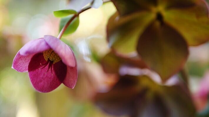 식물 꽃 화초 분홍색 백그라운드 꽃무늬 아침 초원 사람없음 정원 미국 봄 낭만 들꽃 벚꽃 개화 고리 분위기 닫기 숲 순수 보케 캘리포니아 부드러움 내추럴 블러 삼림지대 반복 4K MP4 해외동영상 클립영상 주간 계절 컬러 컨셉 북아메리카 무늬 모션 감각 동영상 파일형식