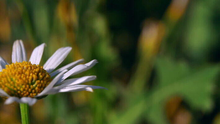 식물 계절 꽃잎 꽃 줄기 곤충 밭 바람 초원 사람없음 초록색 여름 노란색 봄 벚꽃 흰색 개화 불기 6월 언덕 향기 꽃가루 7월 꽃수술 막자 캐모마일 타격 MOV 해외동영상 클립영상 자연요소 동물 컬러 농업 모션 날씨 날짜 가루 허브 냄새 동영상 파일형식