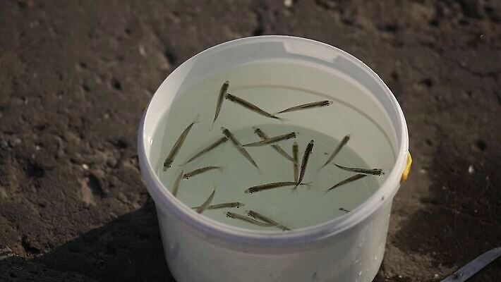 동물 호수 바다 백그라운드 이동 낚시 건강 어류 사람없음 야외 물 빛 항구 수영 봄 흰색 신선 잡기 업무 닫기 작음 플라스틱 양동이 해산물 날것 지느러미 어장 동영상 내추럴 그런지 생존 HD MOV 해외동영상 클립영상 자연요소 계절 컬러 컨셉 교통시설 모션 재질 레저 수중동물 수상스포츠 작업 크기 파일형식