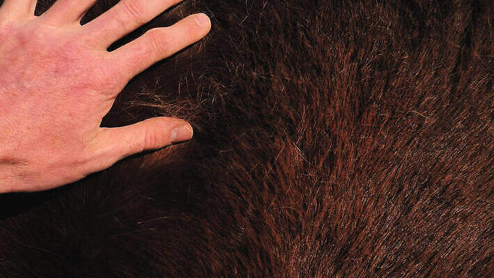 동물 통신 포옹 협력 함께함 성인 사람없음 옆모습 반려동물 태양 농장 갈색 머리 검은색 코트 만 닫기 불기 모피 부드러움 솜털 방목장 4K MOV 해외동영상 클립영상 자연요소 뷰포인트 컬러 컨셉 농업 안기 모션 사람 신체부위 외투 감각 동영상 파일형식