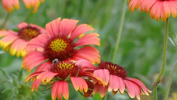 식물 꽃잎 꽃 컬러 곤충 백그라운드 잎 꽃무늬 농업 날개 자연 해바라기 국화 미술 사람없음 초록색 여름 노란색 정원 검은색 벚꽃 신선 작음 수분 벌 데이지 꽃가루 꿀 벌집 MOV 해외동영상 클립영상 동물 계절 산업 무늬 문화예술 크기 가루 생태계 동영상 파일형식