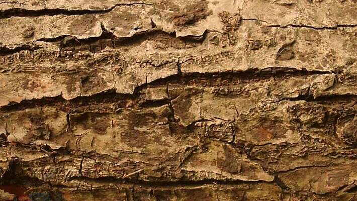 나무 식물 디자인 벽 백그라운드 자연 벽지 표면 날씨 건조 건설업 사람없음 목재 장식 환경 페인트 수확 골동품 소나무 거친 피부 유기농 목공예 나무껍질 시들음 지질학 콘크리트 비어있는 MP4 해외동영상 클립영상 웰빙 교육 산업 농업 재료 신체부위 껍질 공예 생태계 동영상 파일형식