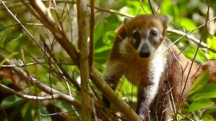 나무 동물 얼굴 야생동물 어린이 여행 가이드 포유류 자연 조류 털 성인 사람없음 갈색 환경 중앙아메리카 닫기 군중 숲 열대우림 모피 학대 코 꼬리 새장 사냥꾼 주둥이 돌봄 코스타리카 동정 자선단체 MP4 해외동영상 클립영상 식물 직업 컬러 모션 아메리카 사람 신체부위 그룹 사회이슈 생태계 동영상 자선 케이지 파일형식