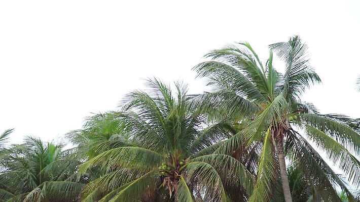 나무 식물 실루엣 아시아 섬 여행 백그라운드 잎 패턴 농업 부분 자연 바람 추상 휴가 손바닥 풍경 해변 사람없음 야외 초록색 여름 태양 환경 성장 덮개 흰색 나뭇가지 숲 열대우림 오브젝트 질감 코코넛 내추럴 고립 엘리먼트 이국적 수평선 4K MOV 해외동영상 클립영상 자연요소 손 계절 나라 산업 바다 컬러 무늬 과일 날씨 촬영기법 뚜껑 생태계 동영상 파일형식