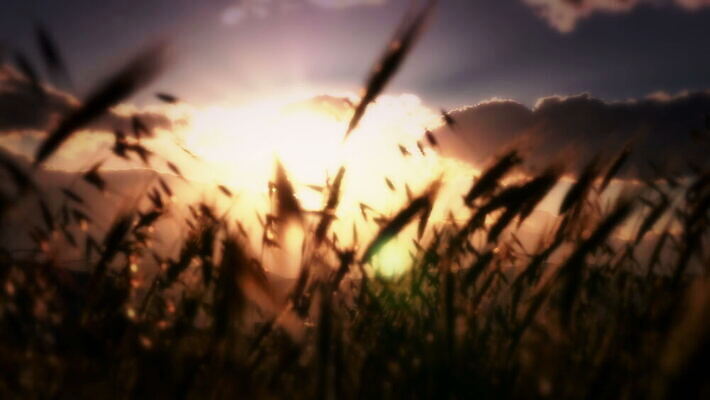 주간 식물 계절 컬러 여행 백그라운드 밭 농업 자연 하늘 아침 날씨 옥수수 풍경 초원 사람없음 야외 초록색 여름 파란색 빛 농작물 햇빛 태양 농장 노란색 일출 환경 정원 맑음 침묵 일몰 봄 자유 수확 전원 시골 땅 밀 보케 부드러움 내추럴 4K MOV 해외동영상 클립영상 자연요소 산업 컨셉 곡류 노을 소리 감각 전기에너지 생태계 동영상 파일형식