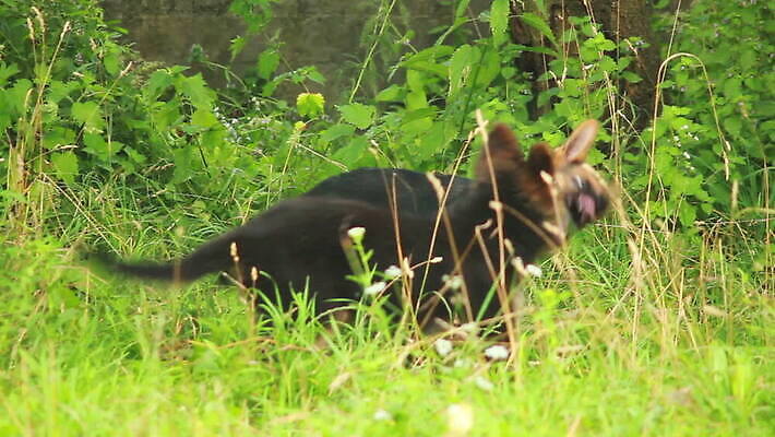 동물 척추동물 새끼 포유류 가족 털 독일 앉기 사람없음 반려동물 머리 검은색 우정 쌍 양치기 경찰 개 강아지 보호 작음 모피 보안 송곳니 기르기 유래 경비견 순혈 MOV 해외동영상 클립영상 직업 유럽 컬러 컨셉 관계 모션 안전 신체부위 친구 치아 크기 동영상 돌봄 파일형식