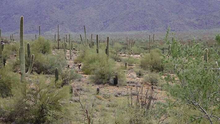 식물 공원 꽃 분홍색 백그라운드 자연 하늘 날씨 산 선인장 건조 통 사람없음 초록색 파란색 미국 봄 새벽 사막 뜨거움 가시 황무지 냄비 큼 아래 척추 각도 암초 애리조나 내추럴 다육식물 전국 4K MP4 해외동영상 클립영상 자연요소 계절 공공시설 컬러 북아메리카 뼈 솥 크기 방향 생태계 위치 동영상 파일형식