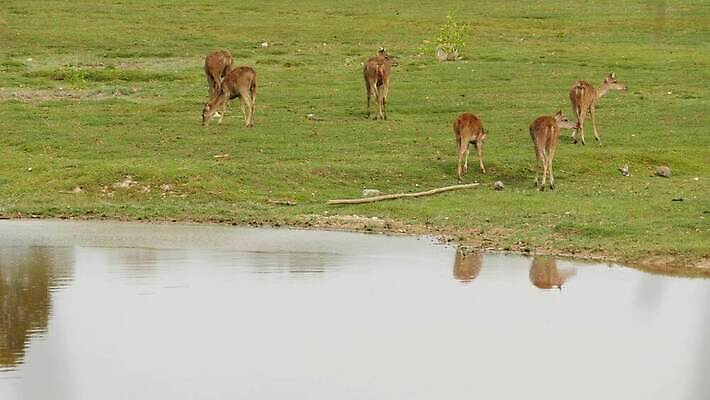 동물 계절 공원 남자 야생동물 밭 농업 포유류 자연 산 뿔 동양인 사람없음 야외 초록색 농장 머리 환경 달러 정원 가축 봄 시골 선탠 군중 방목 언덕 사냥 서식지 내추럴 동물상 아기사슴 암사슴 찰과상 많음 4K MP4 해외동영상 클립영상 공공시설 산업 새끼 컬러 컨셉 돈 사슴 사람 인종 신체부위 조형물 축산업 상처 암컷 생태계 동영상 파일형식