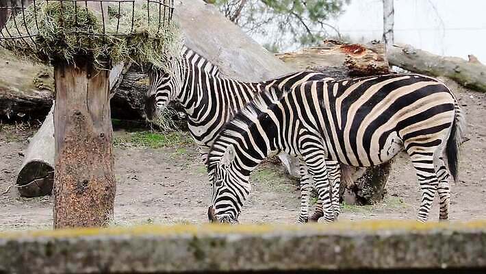 동물 응시 공원 야생동물 패턴 포유류 가족 아프리카 자연 초식동물 흑백 동물원 서기 성인 사람없음 야외 가로 초록색 여름 머리 검은색 줄무늬 흰색 황무지 닫기 볏짚 군중 먹기 피부 얼룩말 케냐 내추럴 동물상 사바나 세렝게티 전국 찰과상 MOV 해외동영상 클립영상 시선 계절 공공시설 나라 컬러 무늬 관계 모션 촬영기법 사람 신체부위 조형물 말 짚 상처 생태계 동영상 파일형식