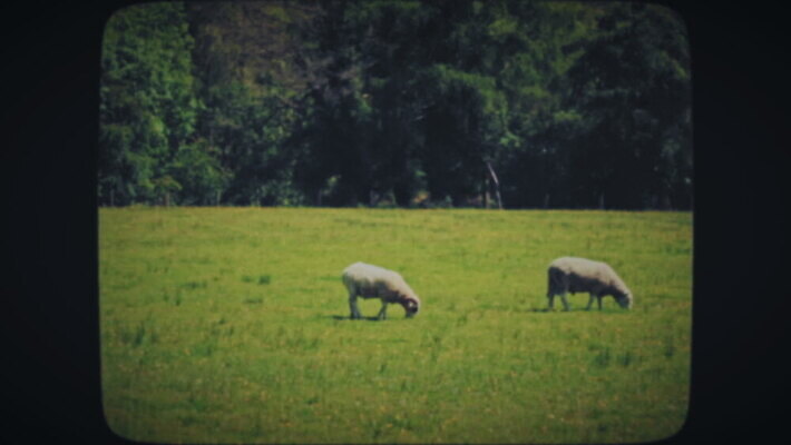 동물 야생동물 밭 자연 따뜻함 초원 사람없음 초록색 여름 수확 시골 양 필름 복고 내추럴 옛날 찰과상 목가 MOV 해외동영상 클립영상 계절 컬러 농업 포유류 상처 생태계 동영상 파일형식