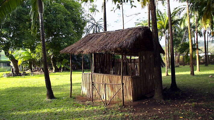 나무 식물 잎 자연 따뜻함 서기 사람없음 야외 목재 야자수 시골 숲 오두막 밀짚 목각 공터 모리셔스 MOV 해외동영상 클립영상 재료 모션 짚 생태계 동영상 파일형식
