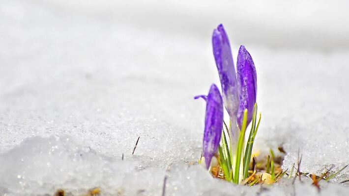 나무 식물 계절 꽃잎 꽃 컬러 백그라운드 자연 산 사람없음 야외 가로 초록색 빛 햇빛 태양 환경 정원 보라색 얼음 침묵 들꽃 추위 성장 벚꽃 흰색 신선 4월 땅 언덕 사프란 헌병 수평선 MOV 해외동영상 클립영상 자연요소 소리 군인 날짜 향신료 생태계 동영상 파일형식