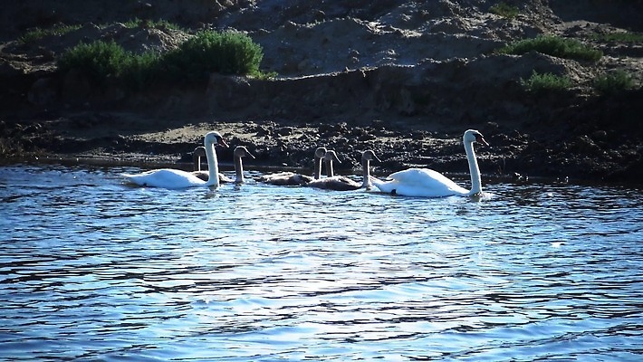 디자인 공원 실루엣 호수 백그라운드 가족 자연 조류 사랑 풍경 사람없음 물 여름 파란색 강 농장 반사 흰색 하트 시골 연못 깃털 백조 거위 판화 물새 고립 벙어리 4K MP4 해외동영상 클립영상 자연요소 모양 동물 계절 공공시설 감정 컬러 농업 관계 촬영기법 미술 생태계 동영상 파일형식