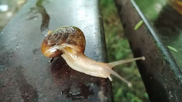 동물 야생동물 자연 생물 연체동물 무척추동물 나선형 사람없음 갈색 젖음 껍질 미끄러짐 촉수 느림 기어가기 민달팽이 끈적임 MP4 해외동영상 클립영상 컬러 무늬 모션 생태계 동영상 파일형식 달팽이_동물