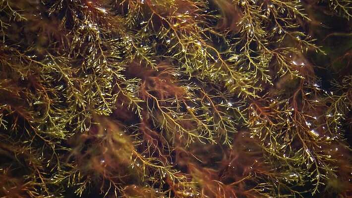 식물 계절 야생동물 바다 컬러 백그라운드 자연 사람없음 빨간색 초록색 물 환경 수중 신선 해조류 생태계 내추럴 광합성 산화 생태학 소금물 4K 수중영상 MP4 해외동영상 클립영상 자연요소 동물 교육 해양식물 동영상 파일형식