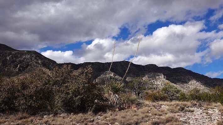 나무 식물 꽃 도로 여행 백그라운드 자연 날씨 산 선인장 건조 사람없음 물 기계 일몰 사막 뜨거움 가시 척추 날카로움 애리조나 내추럴 뇌우 뉴멕시코 다육식물 4K MP4 해외동영상 클립영상 자연요소 길 교통시설 뼈 노을 미국 생태계 동영상 파일형식