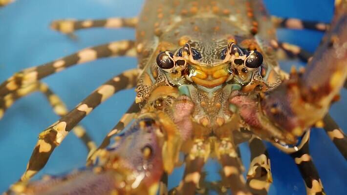 산업 아시아 야생동물 음식 바다 다이어트 오렌지 재료 새우 건강 육류 요리 사람없음 야외 물 상점 식사 저녁식사 게 신선 잡기 시장 고급 시원함 컨테이너 해산물 무역 유기농 상업 날것 탱크 수족관 대야 소매 거인 내추럴 고립 생식 식품점 4K MP4 해외동영상 클립영상 자연요소 동물 웰빙 나라 컨셉 과일 식재료 모션 갑각류 동영상 파일형식