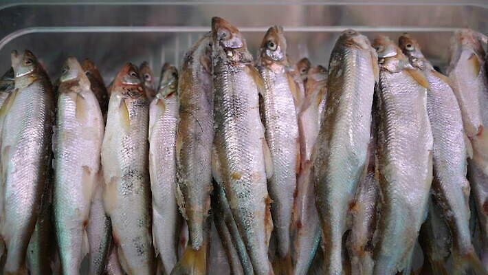 음식 컨셉 재료 낚시 어류 사람없음 판매 상점 냉동 식사 시장 상품 해산물 진열장 러시아 4K MOV 해외동영상 클립영상 유럽 레저 수중동물 동영상 파일형식