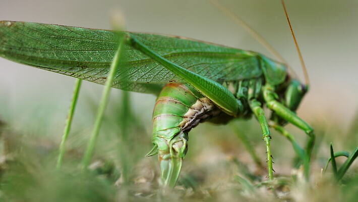 식물 동물 곤충 날개 자연 무척추동물 안테나 앉기 사람없음 야외 초록색 여름 칼날 해충 메뚜기 4K MOV 해외동영상 클립영상 계절 컬러 통신 모션 벌레 생태계 동영상 파일형식