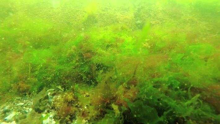 식물 동물 야생동물 바다 자연 무척추동물 사람없음 초록색 환경 바닷속 수중 해조류 생태계 생물학 광합성 산화 생태학 소금물 4K 수중영상 MP4 해외동영상 클립영상 교육 컬러 해양식물 동영상 파일형식