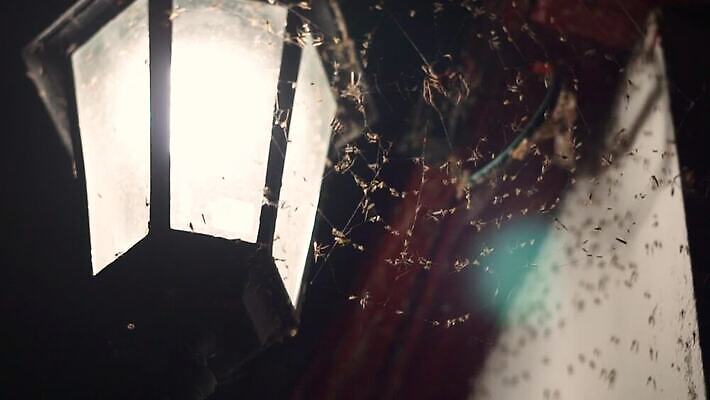 동물 디자인 실루엣 곤충 백그라운드 컨셉 패턴 발 지붕 추상 무척추동물 주택 풍경 사람없음 여름 머리 환경 웹 어둠 흰색 등불 잡기 닫기 위험 큼 무서움 질감 육식동물 거미 사냥꾼 올가미 망사 살인 그런지 동물상 수유 이국적 짜기 피해자 호러 소름 오싹 MOV 해외동영상 클립영상 직업 계절 감정 컬러 무늬 인터넷 모션 조명 촬영기법 사람 건물 신체부위 조형물 피해 직물 범죄 크기 공포 동영상 파일형식