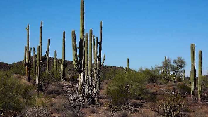 식물 공원 선 여행 자연 산 선인장 건조 사람없음 파란색 미국 성장 오르간 보호 큼 파이프 먼지 애리조나 천연기념물 전국 유일 4K MP4 해외동영상 클립영상 공공시설 컬러 컨셉 북아메리카 건반악기 크기 생태계 동영상 파일형식