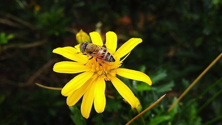 식물 동물 꽃 곤충 잎 모션 자연 사람없음 초록색 노란색 걷기 줄무늬 황금 닫기 벌 수집 먹기 관목 묘사 속도 데이지 보케 꽃가루 상록수 느림 블러효과 수유 MP4 해외동영상 클립영상 나무 컬러 무늬 가루 생태계 동영상 블러 파일형식 효과