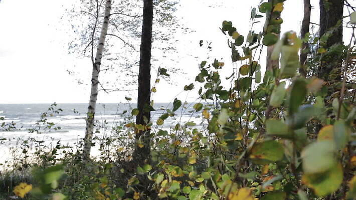 파도 바다 겨울 바람 사람없음 햇빛 추위 숲 자연백그라운드 폭풍 북쪽 자작나무 라트비아 허리케인 MOV 해외동영상 클립영상 자연요소 나무 계절 백그라운드 자연 날씨 북유럽 태양 자연재해 방향 동영상 파일형식