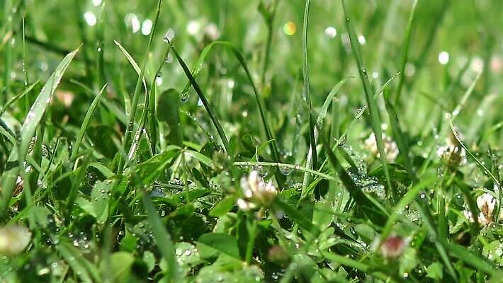 식물 계절 컬러 백그라운드 잎 밭 자연 아침 날씨 추상 잔디 초원 사람없음 야외 초록색 물 여름 빛 햇빛 일출 환경 정원 봄 젖음 성장 물방울 신선 떨어짐 이슬 빗방울 순수 질감 보케 내추럴 블러 MP4 해외동영상 클립영상 주간 자연요소 컨셉 무늬 농업 태양 노을 비_날씨 생태계 동영상 파일형식