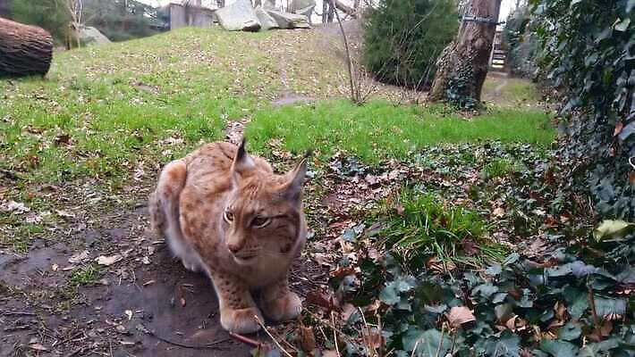 나무 식물 동물 척추동물 유럽 야생동물 포유류 자연 털 노르웨이 앉기 사람없음 야외 아웃포커스 고양이 관찰 황무지 숲 위험 필름 경계 육식동물 동물상 스칸디나비아 스라소니 4K MOV 해외동영상 클립영상 나라 컨셉 모션 촬영기법 반려동물 조형물 생태계 동영상 파일형식