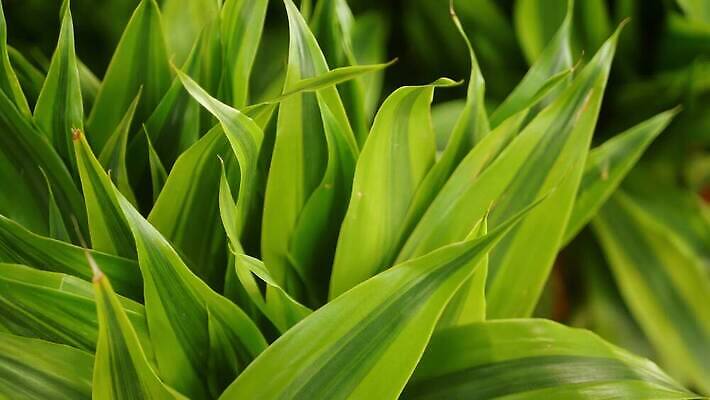 식물 계절 공원 줄기 컬러 백그라운드 잎 패턴 자연 추상 그림자 사람없음 목재 초록색 햇빛 유행 환경 정원 스파 봄 줄무늬 나뭇가지 신선 숲 열대우림 에코 유기농 질감 내추럴 생태학 이국적 파라다이스 그리너리 4K MP4 해외동영상 클립영상 나무 웰빙 공공시설 교육 무늬 재료 태양 생태계 동영상 파일형식 트랜드컬러